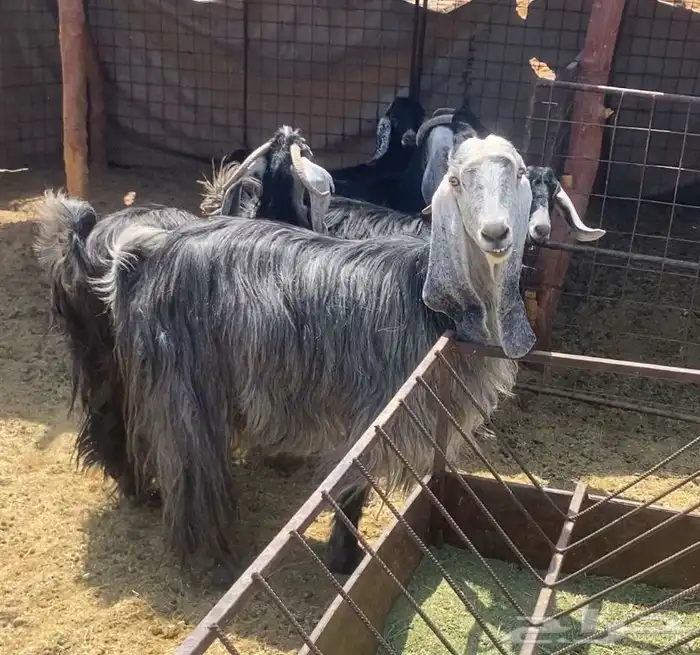 معزا دفيع منوة القناي 0