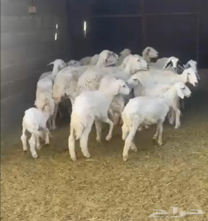 غنم حريه للبيع في الخرج 0