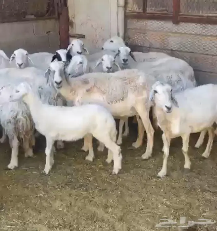 غنم حريه للبيع في الخرج 1