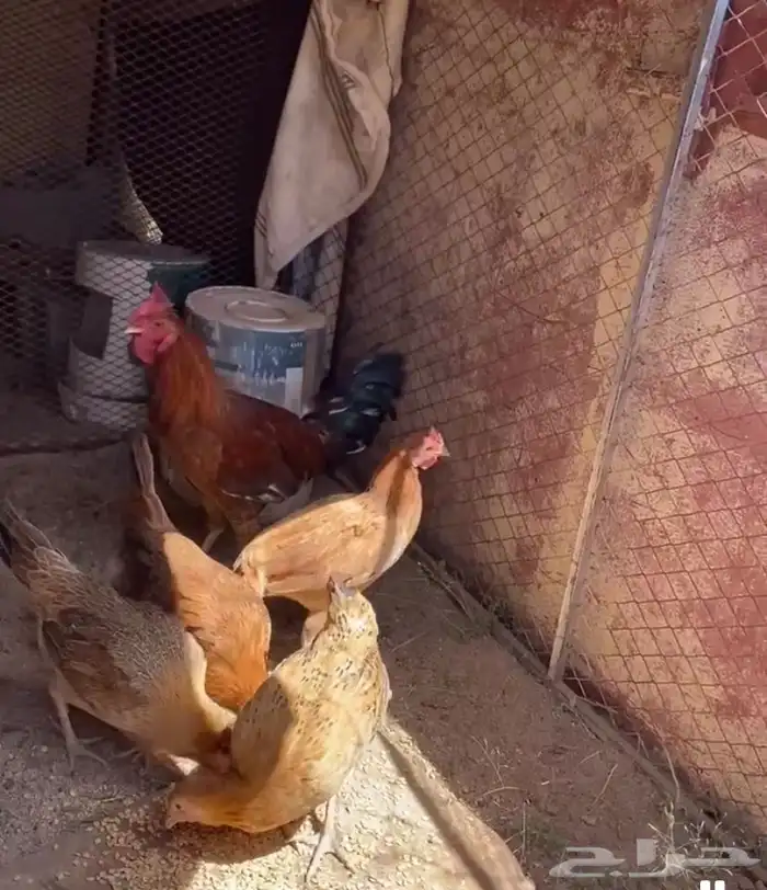 أربع من دجاج وديك كفو للبيع على اسوم الموقع الحفائرقبل طريب 1
