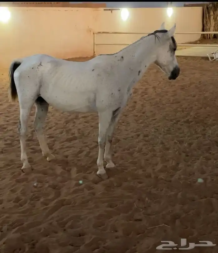 فرس شعبيه 2