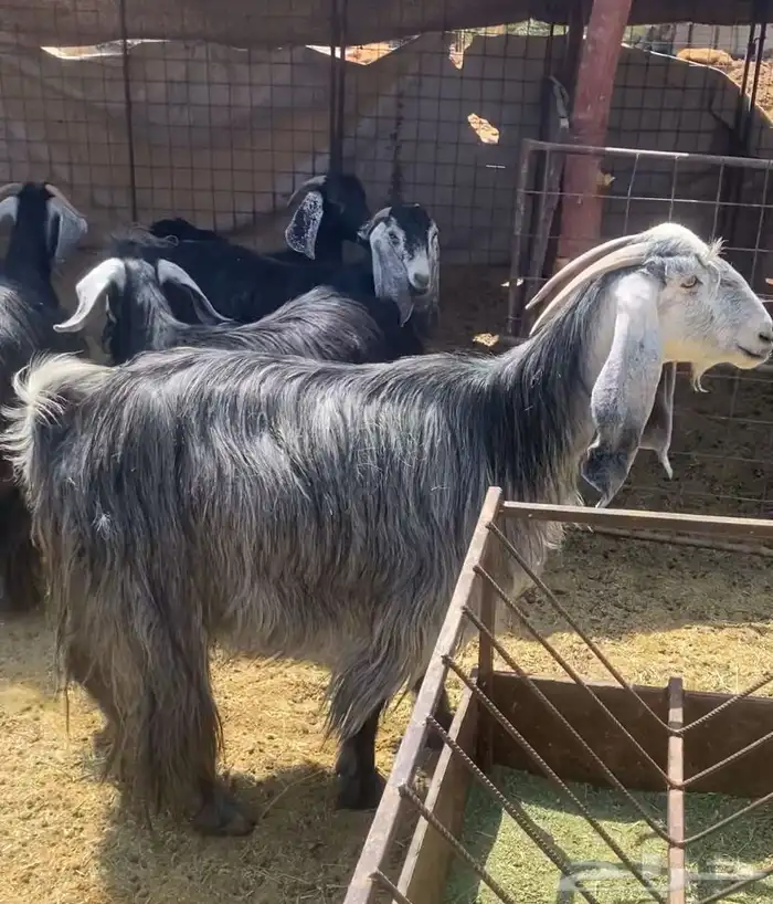 معزا دفيع منوة القناي 1