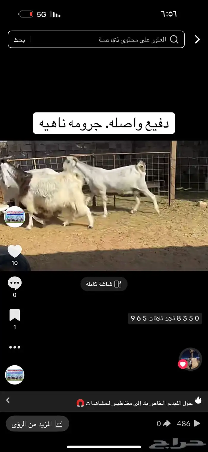 عرض بيع معز دفيع واصل 0