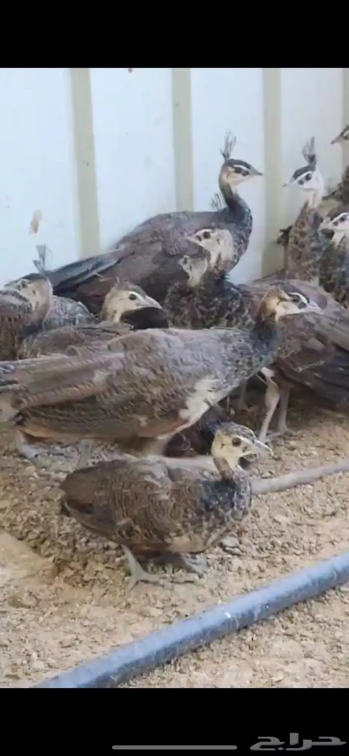 طاووس طاوؤس ازرق 1