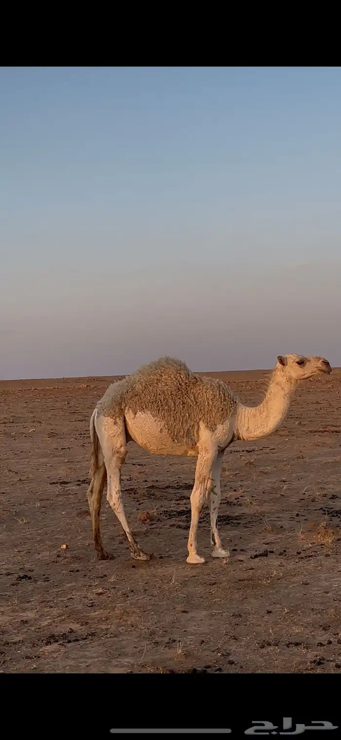 قعود طيب لحم تحت امه 0