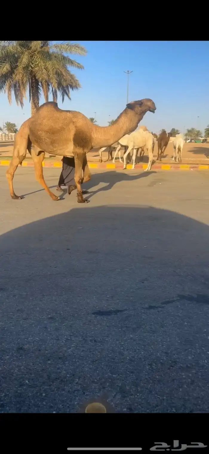 بعير 2