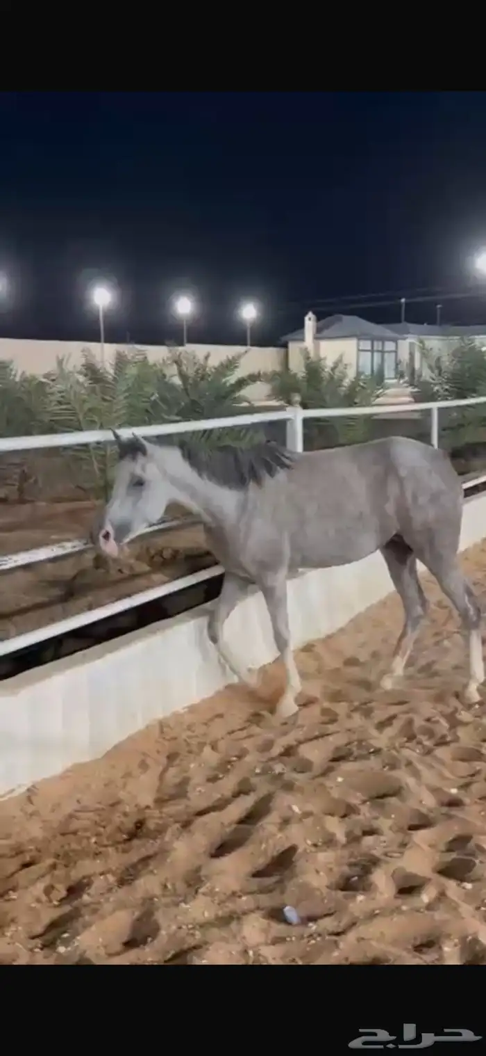 للبيع فرس و مهرتها 4