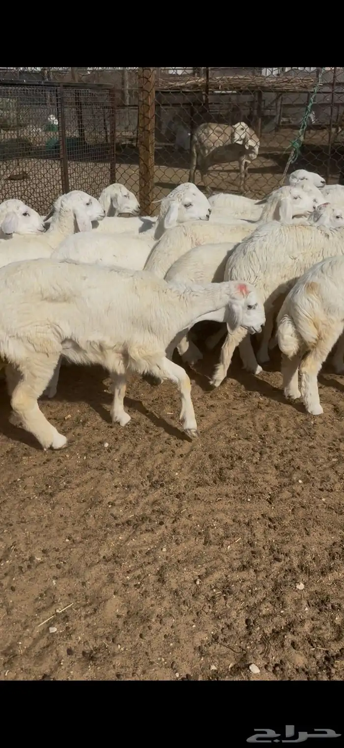رخال حريات خصم الخصم صنف 2
