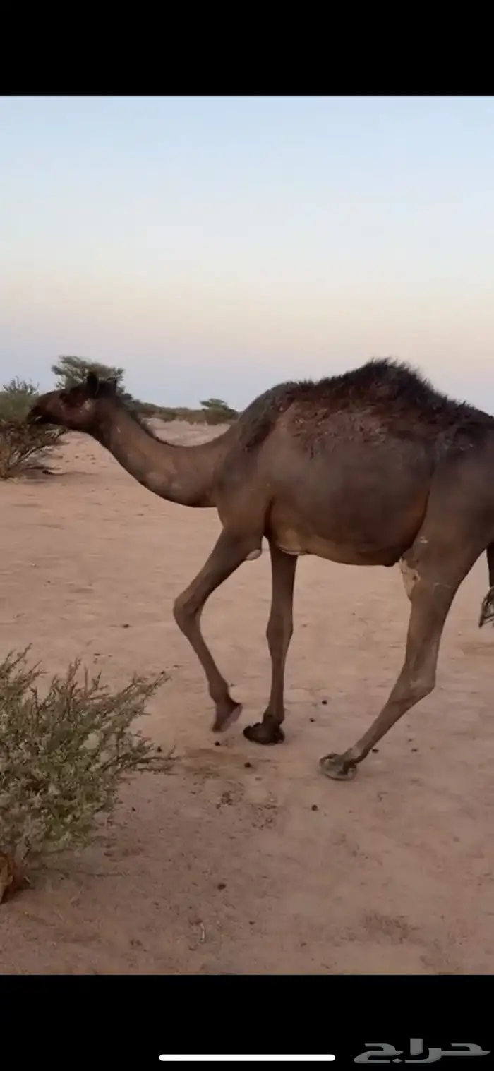حقه كفو 0