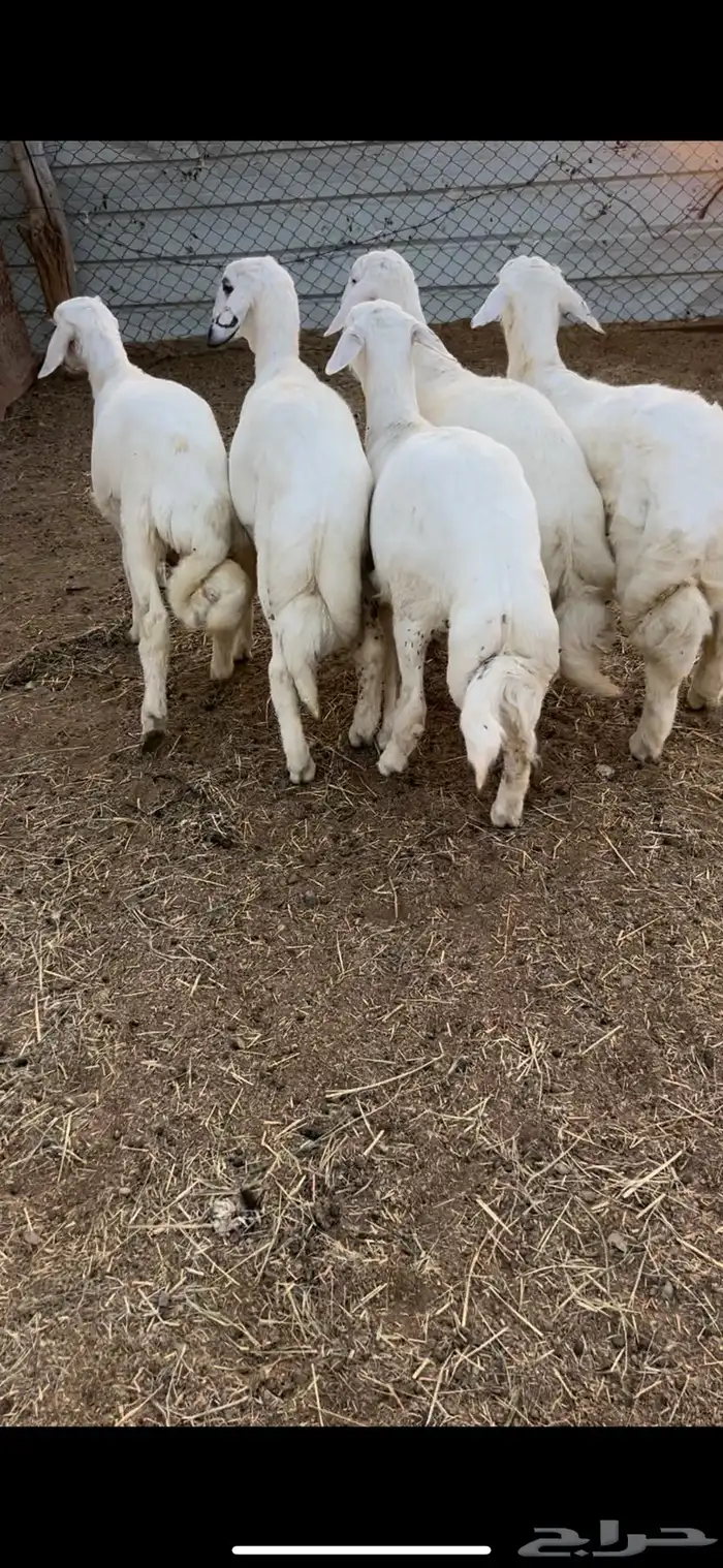 5طليان ذبايح فل شحم وطراف ونظاف شرط(( تم البيع )) 2