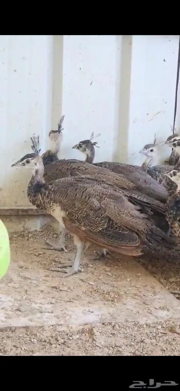طاووس طاوؤس ازرق 2