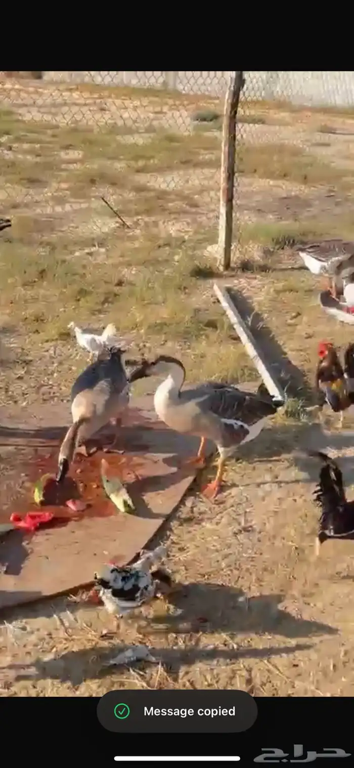 وز عراقي 3