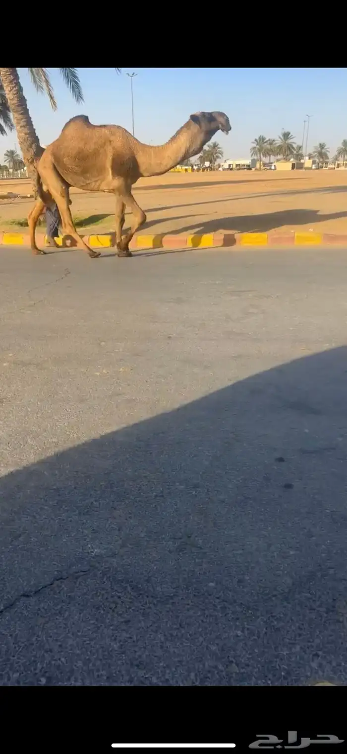 بعير 1