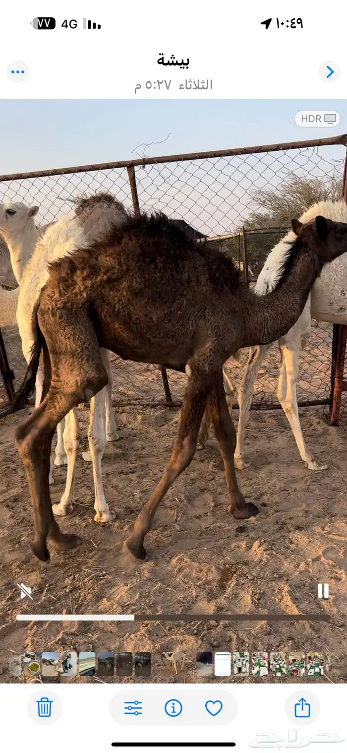 قعدان حشوان 2