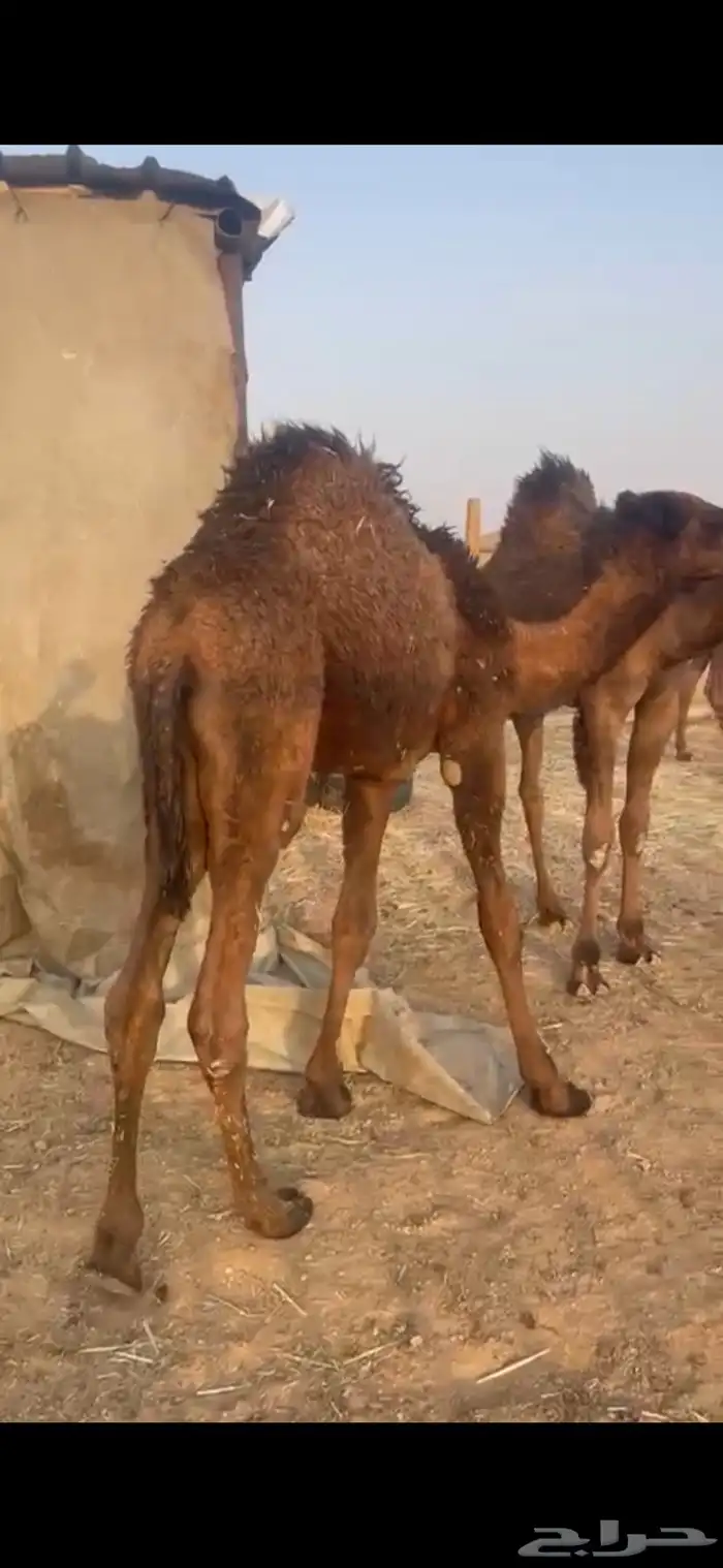 حاشي طيب وسمين لباني 0