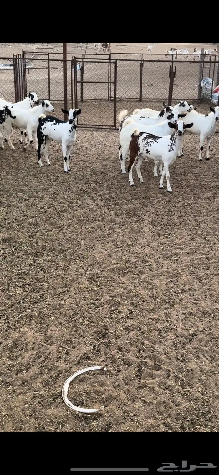 تيوس ذبايح 0