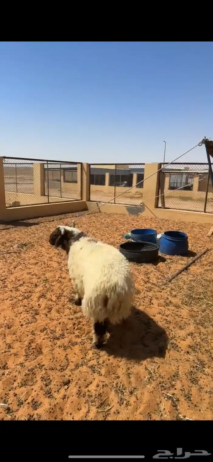 خروف نعيمي 1