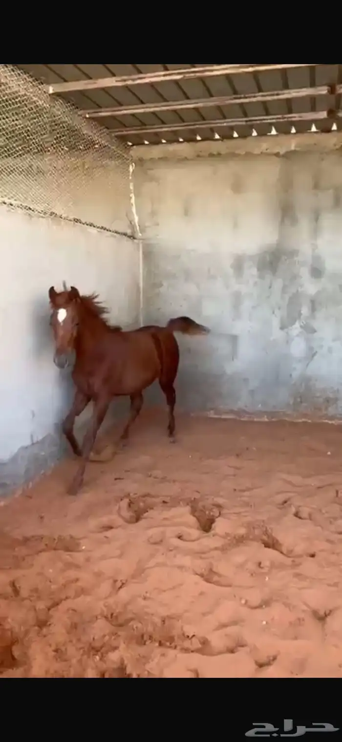 للبيع فرس و مهرتها 6