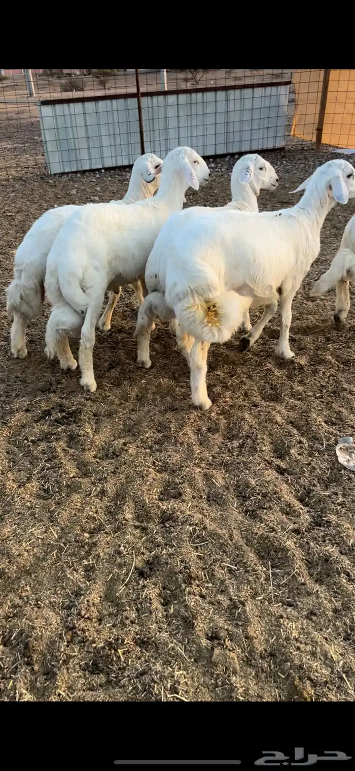 5طليان ذبايح فل شحم وطراف ونظاف شرط(( تم البيع )) 0