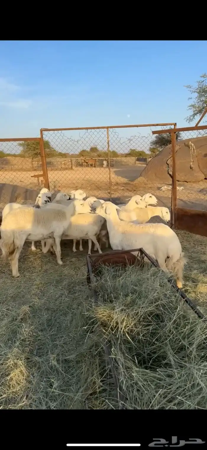 غنم دفع 0