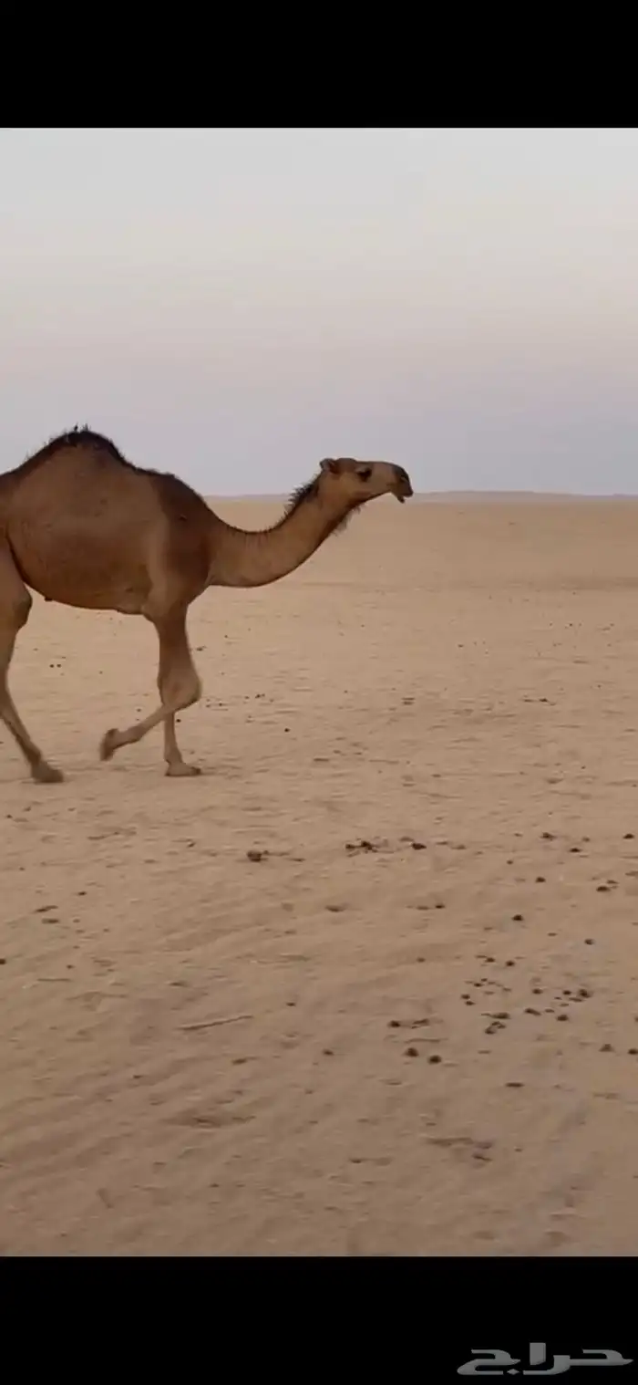 بعير 5