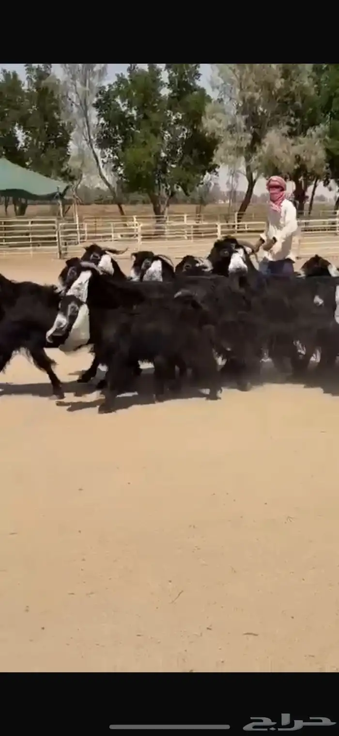 معزا عوارض فاخره 8