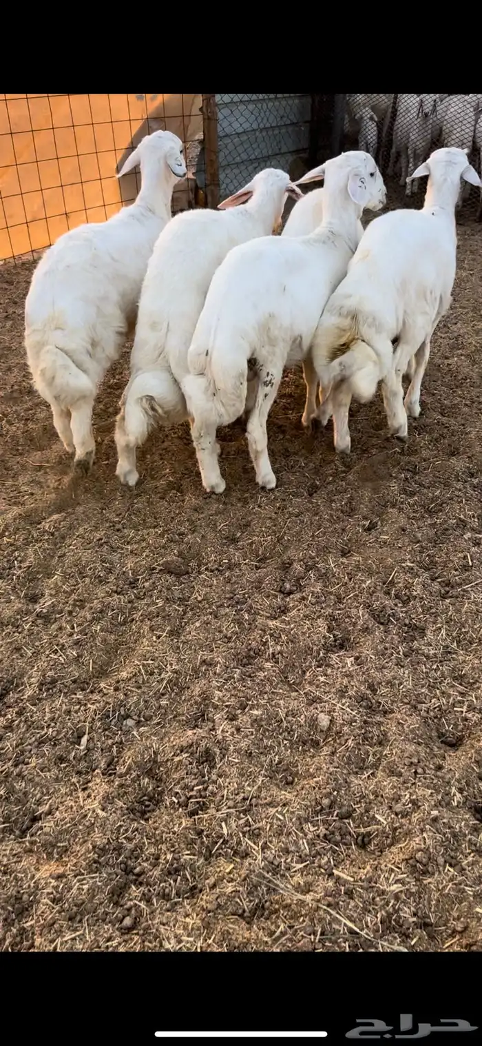 5طليان ذبايح فل شحم وطراف ونظاف شرط(( تم البيع )) 1