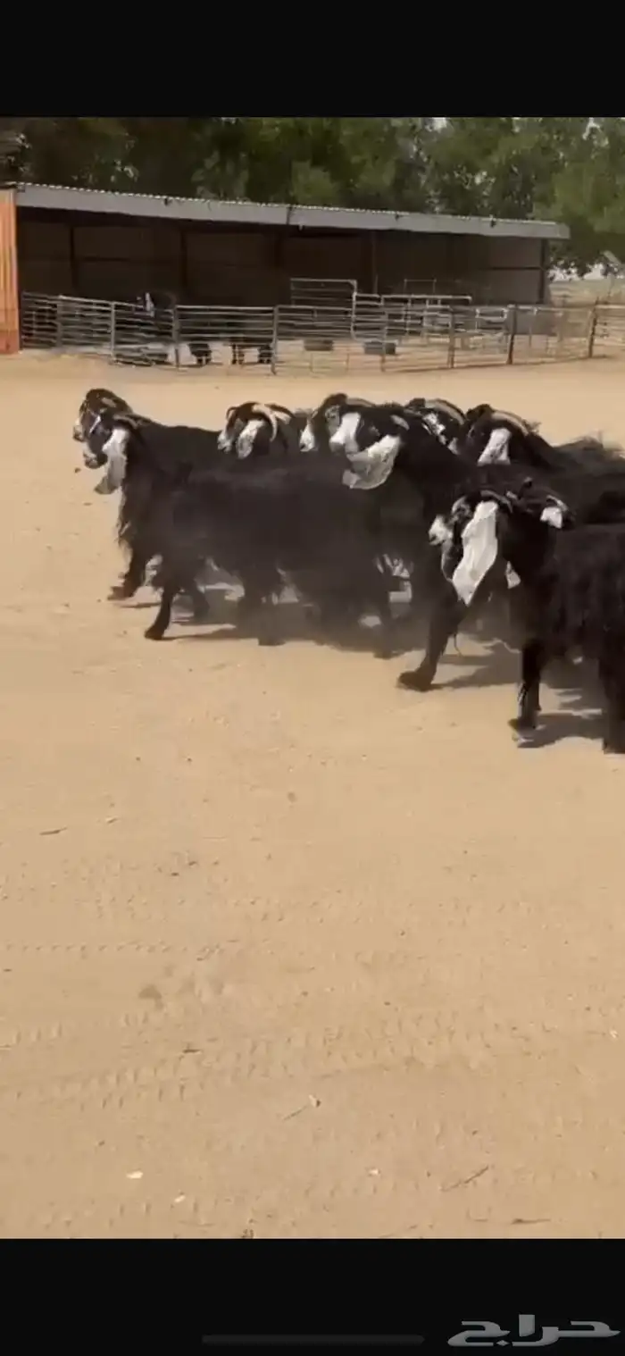 معزا عوارض فاخره 1