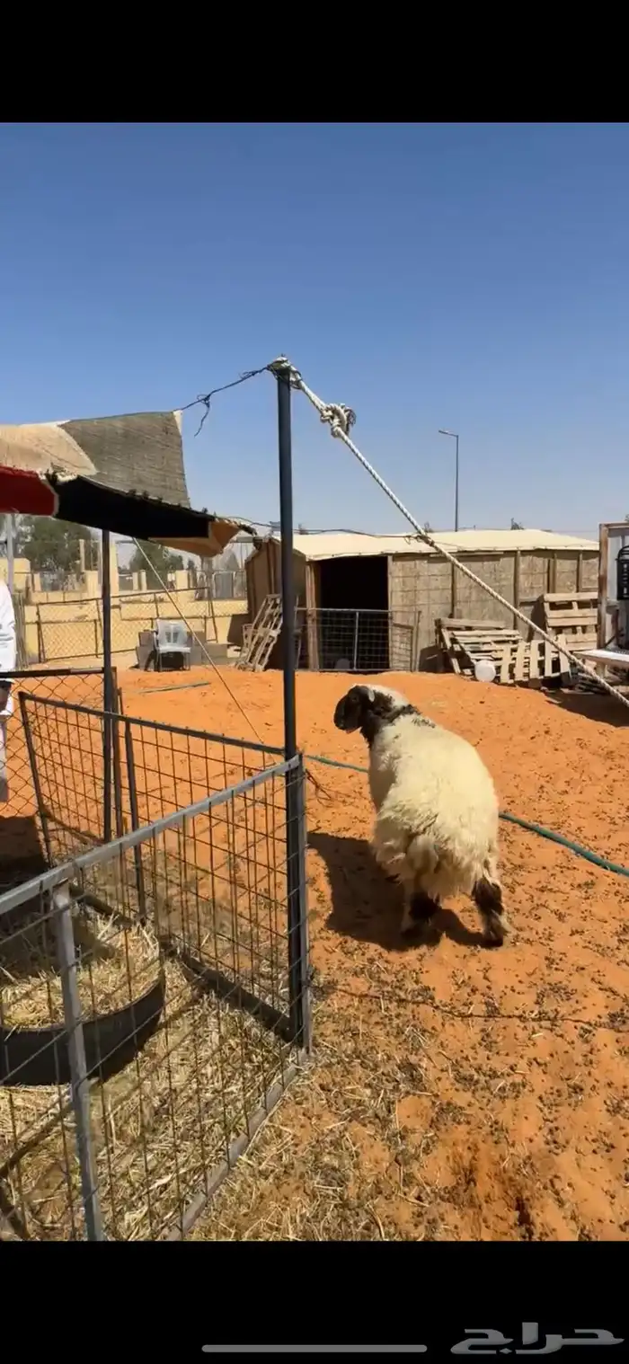خروف نعيمي 2