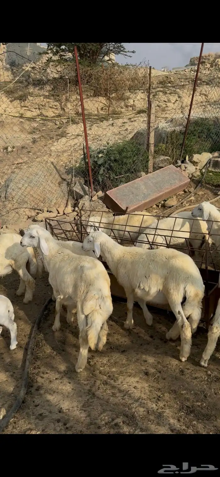 طليان بهم للبيع شمال النماص 2