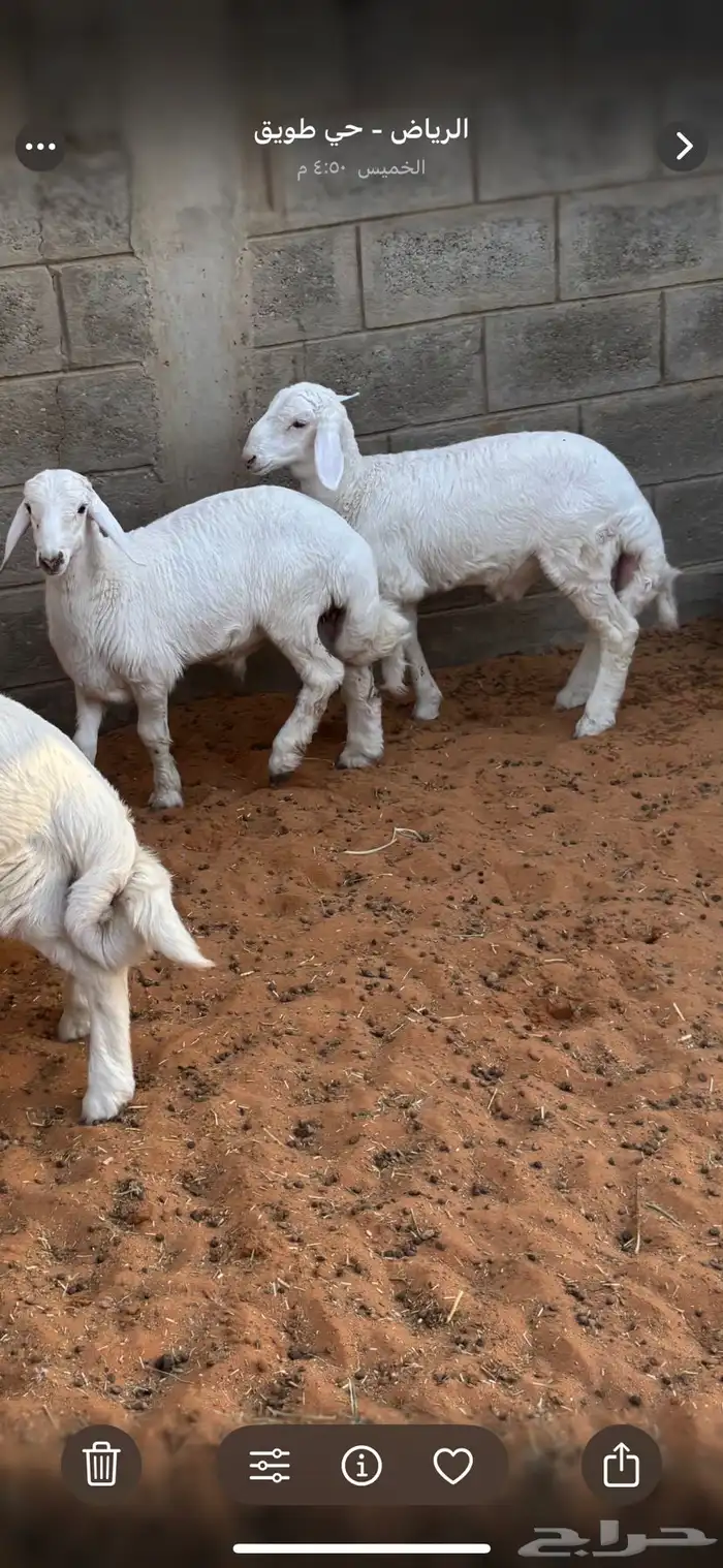 ذبايح بريه جايه من خارج الرياض 0