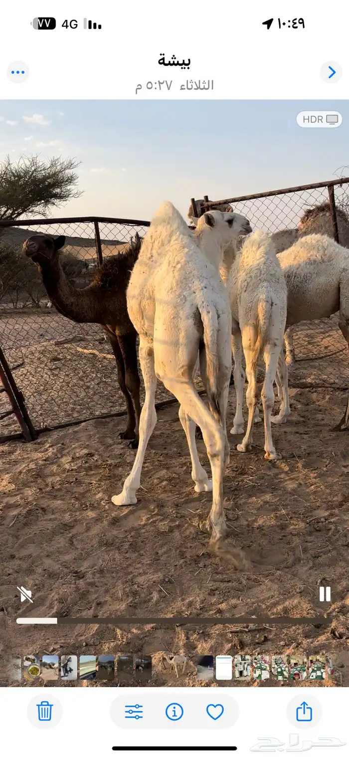 قعدان حشوان 3