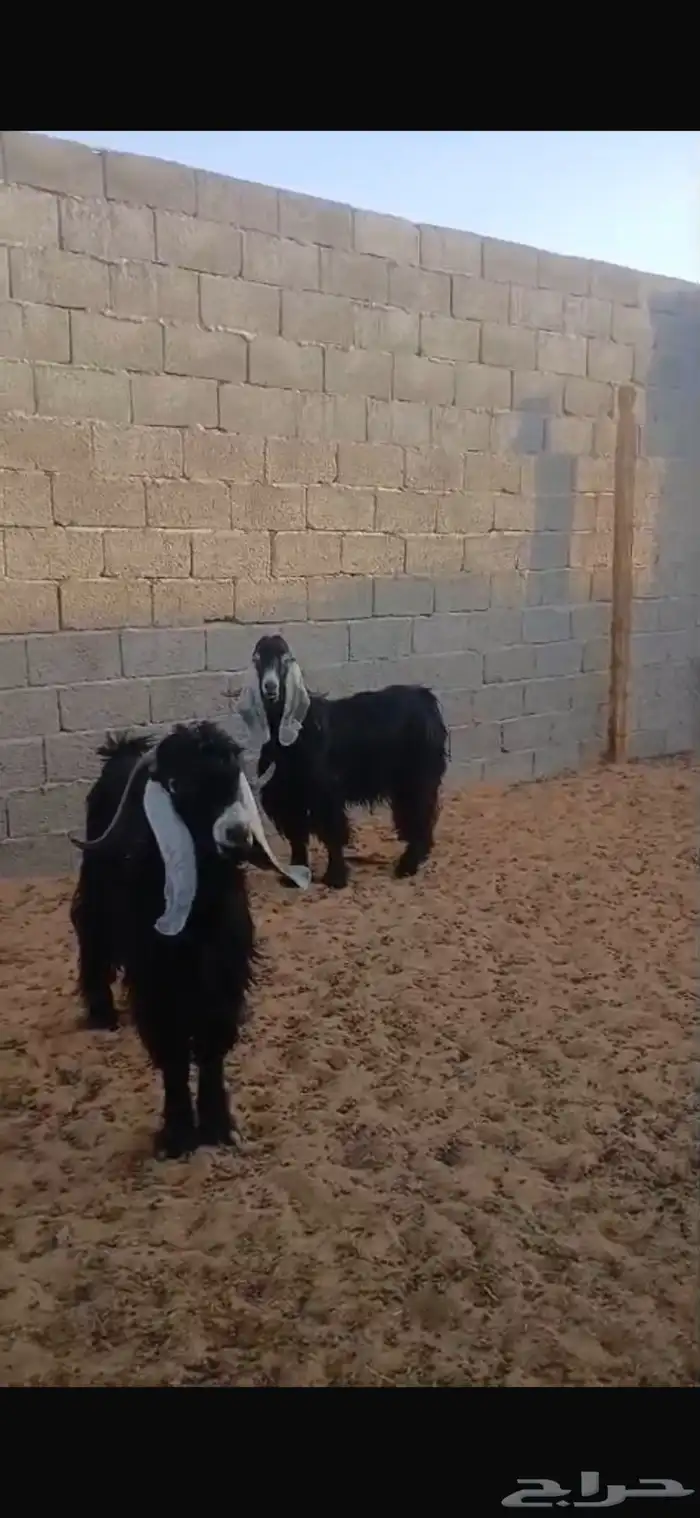 تيوس فحول اشباب 0
