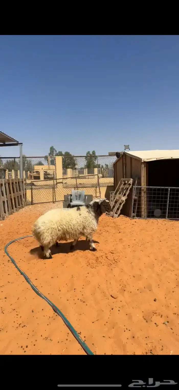 خروف نعيمي 5