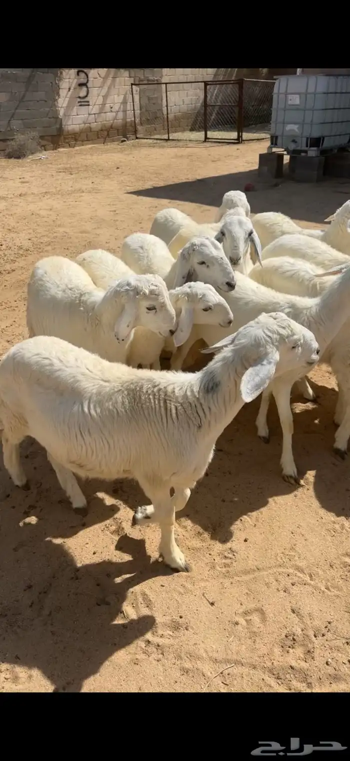 تم البيييع 0