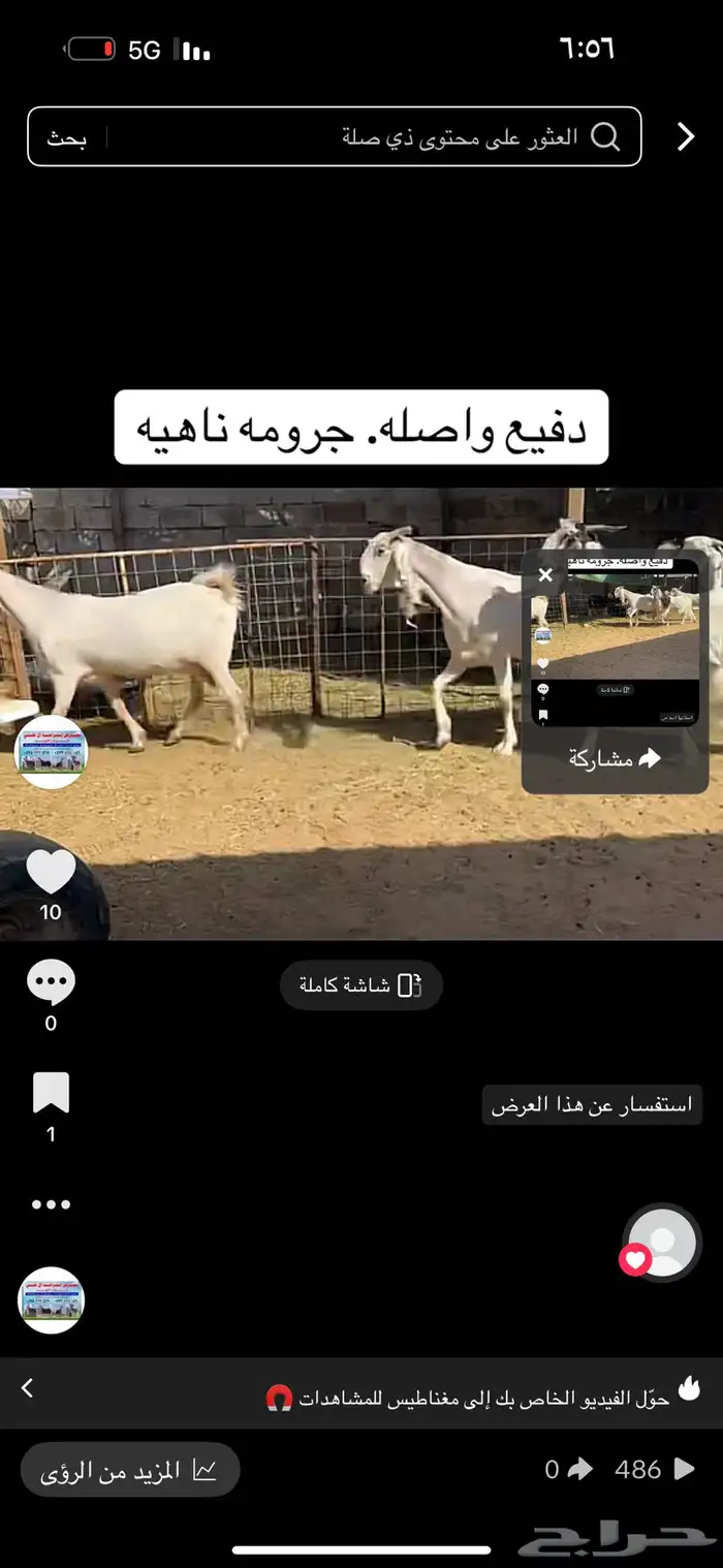 عرض بيع معز دفيع واصل 2
