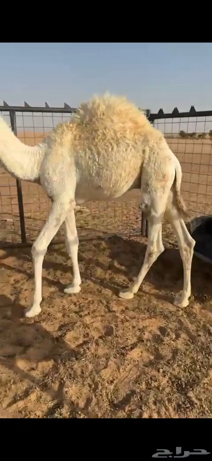 حوار على حليب 0