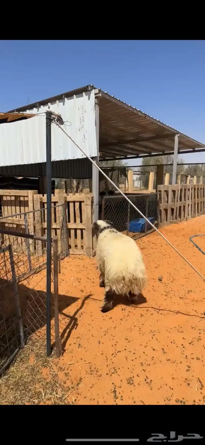 خروف نعيمي 0