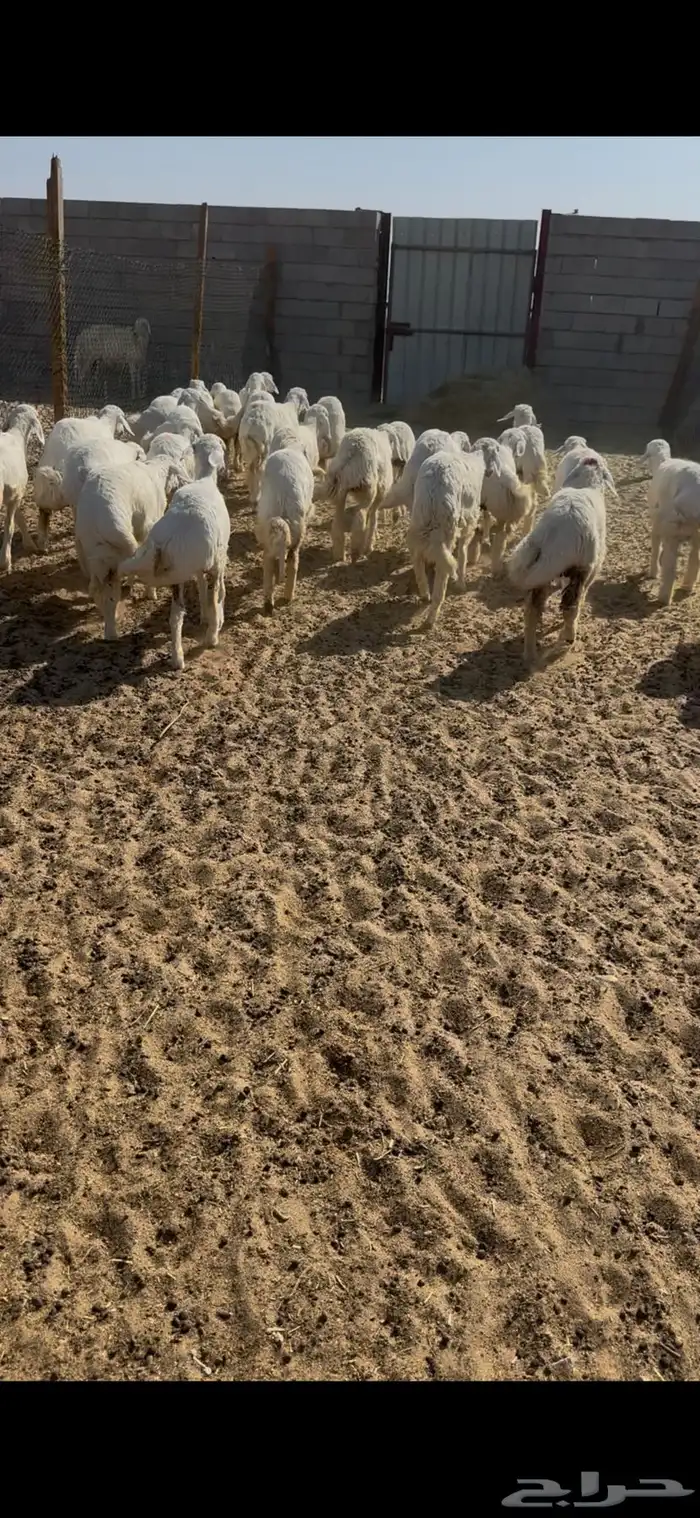 رخال حريات خصم الخصم صنف 1