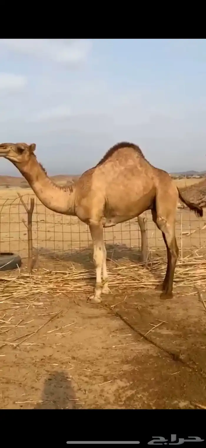 قعود للبيع 1