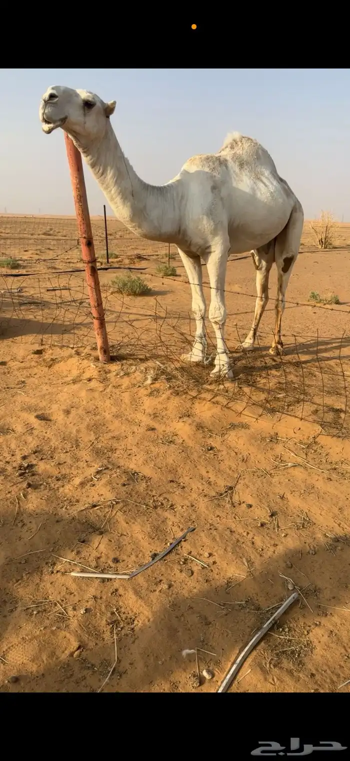 بعير باتلي 0