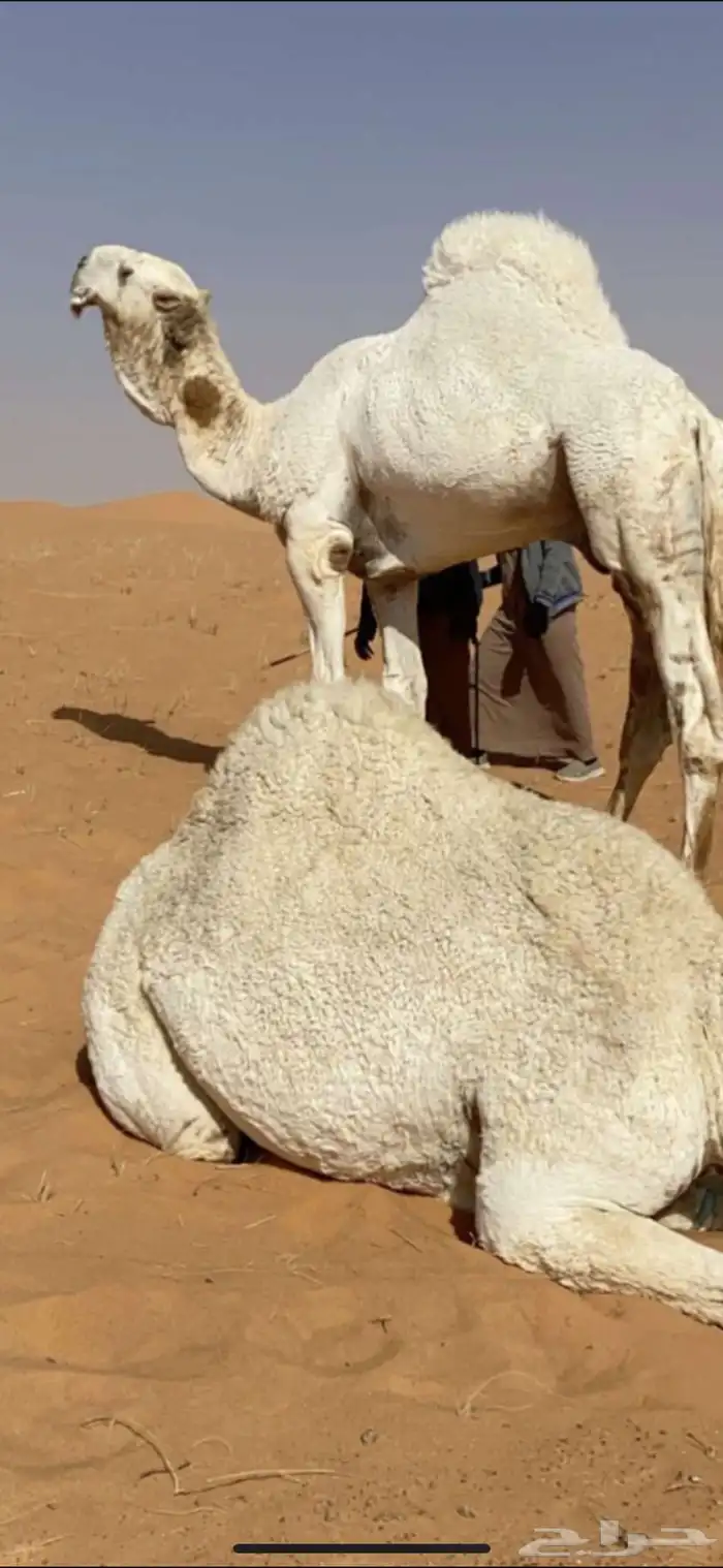بعير باتلي 1