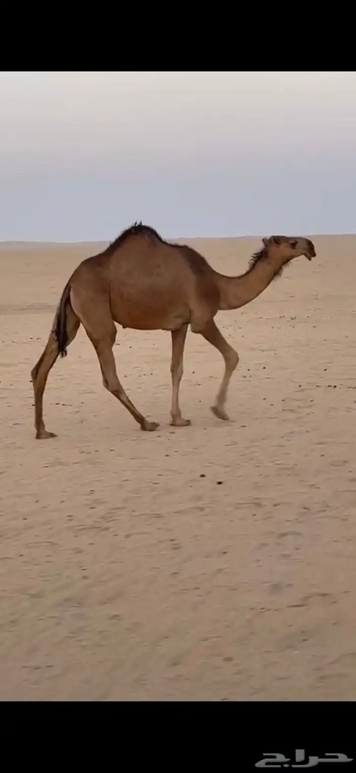 بعير 4
