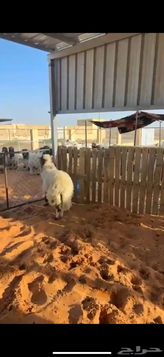 خروف نعيمي فاخر هرفي عمره 4 شهور ونص جرم فاخر 1
