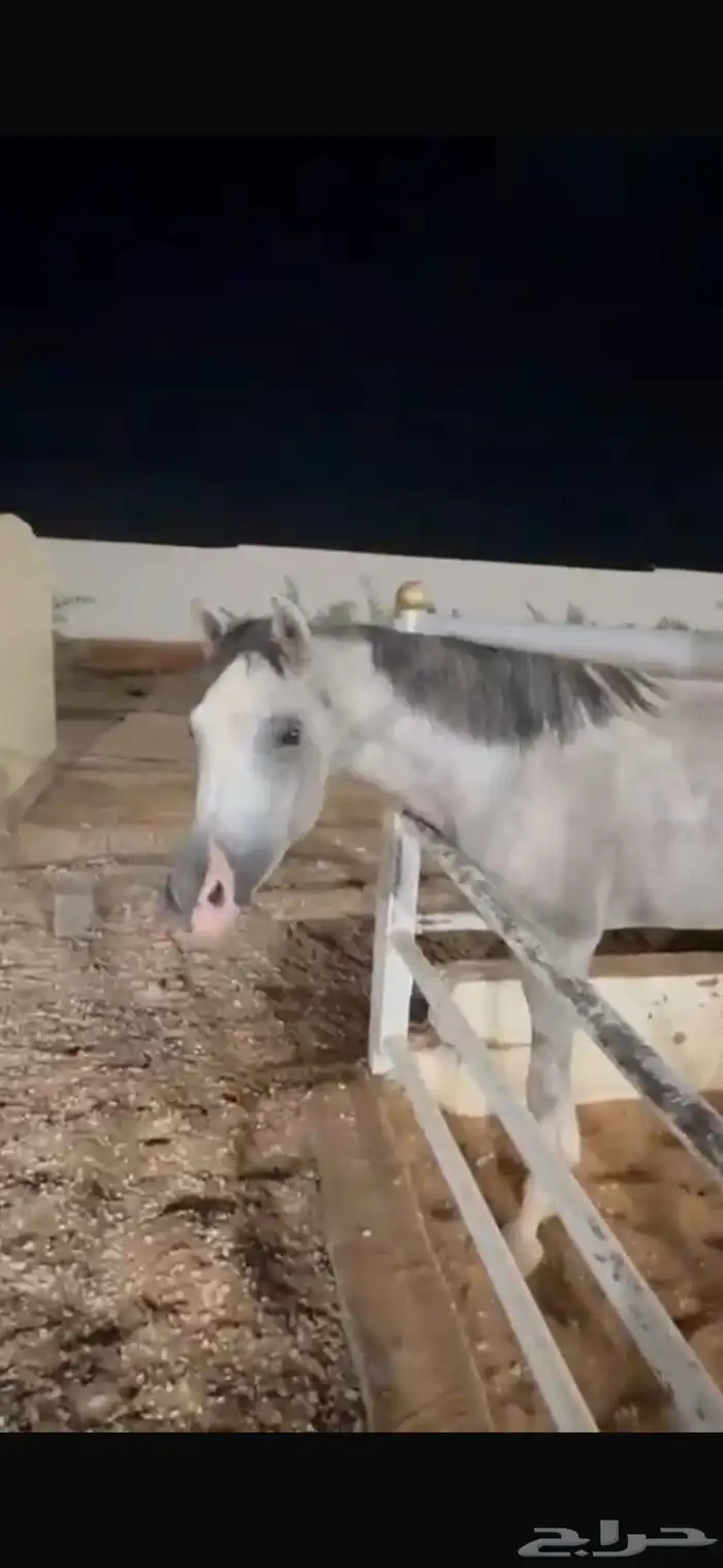 للبيع فرس و مهرتها 3