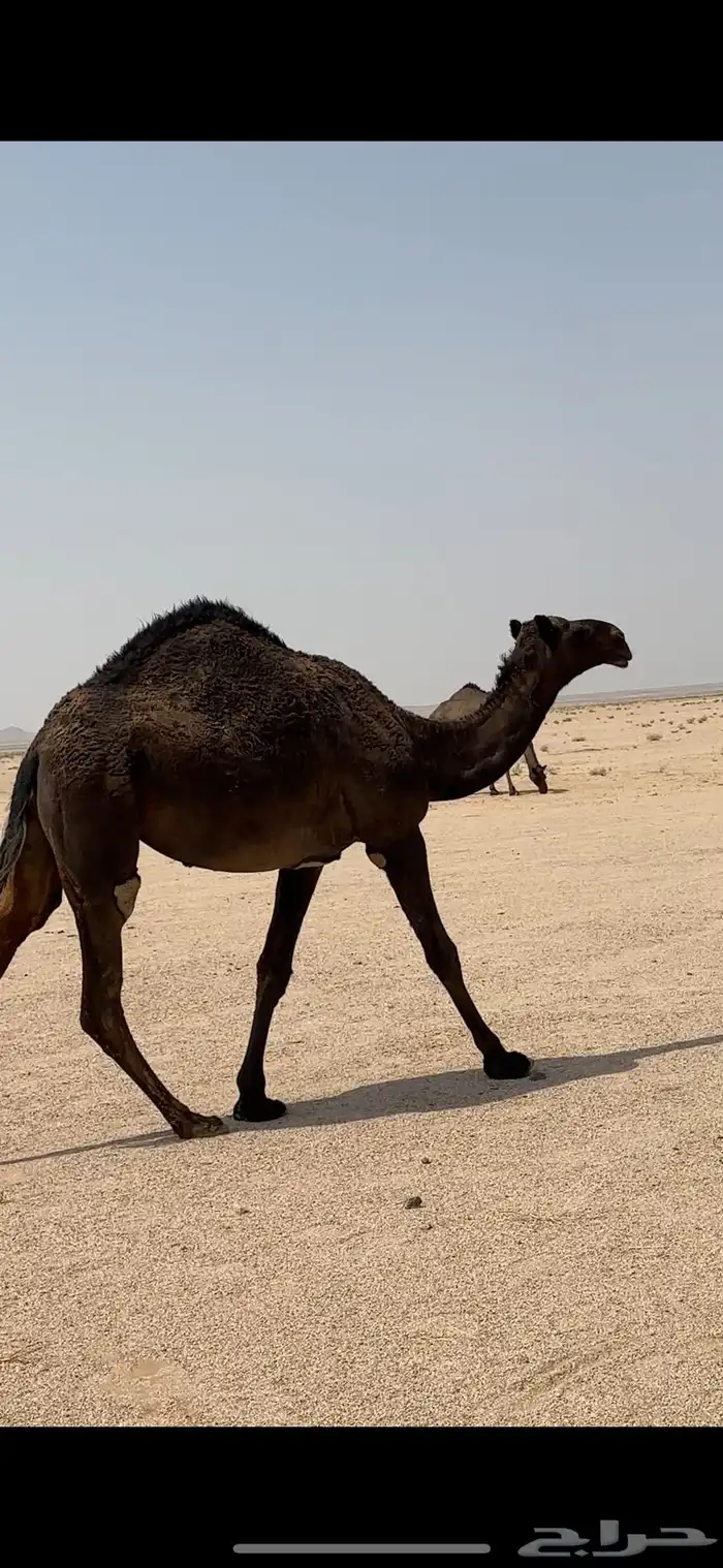 للبيع بكره دبسا 0