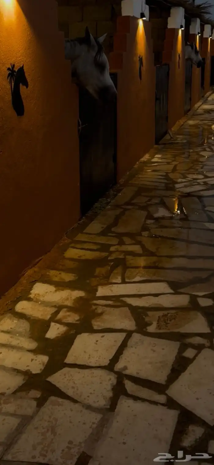 مربط ريف نجد 6
