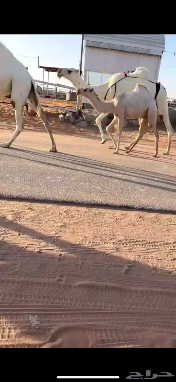 عرض نادر عشرا وضحا رمانيه حدرها بكره تماميه 2