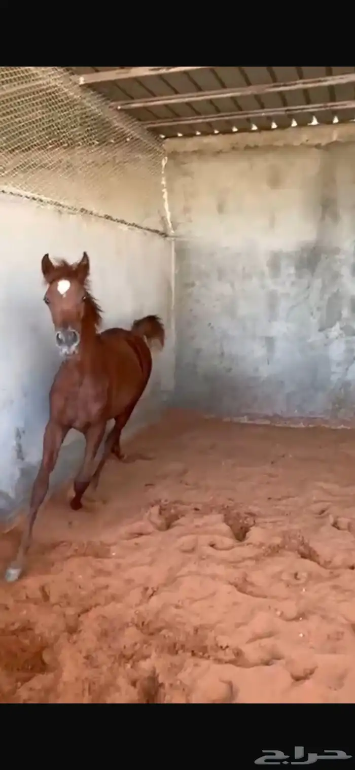 للبيع فرس و مهرتها 5