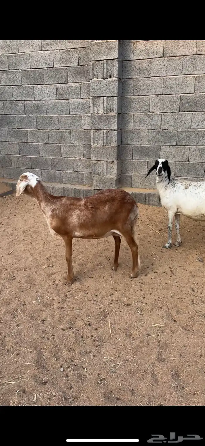 غنم سواكن مقيمه 4